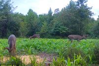 Timberland Property in Ross County, Ohio