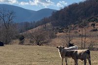 Undeveloped Land in Warren County, Virginia