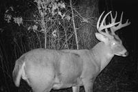 Undeveloped Land in Juneau County, Wisconsin