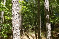 Land for sale in Lincoln County, Georgia