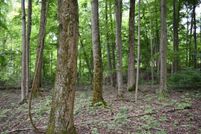 Undeveloped Land in Chautauqua County, New York