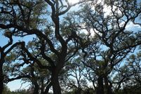 Land for sale in Comal County, Texas