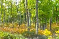 Undeveloped Land in Luzerne County, Pennsylvania
