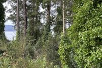 Undeveloped Land for sale in Tillamook County, Oregon