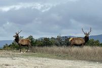 Undeveloped Land for sale in Bandera County, Texas