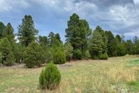 Land for sale in Navajo County, Arizona
