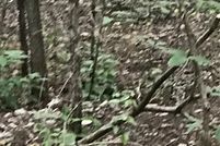 Land for sale in Talladega County, Alabama