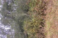 Undeveloped Land in Brunswick County, North Carolina