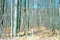 Undeveloped Land in Schuylkill County, Pennsylvania