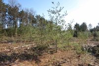 Undeveloped Land in Adams County, Wisconsin