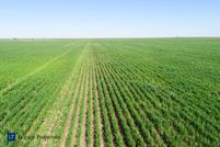 Undeveloped Land in Wilbarger County, Texas