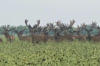 Land in Coleman County, Texas