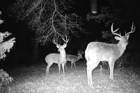 Undeveloped Land in Atoka County, Oklahoma