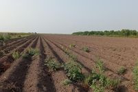 Land for sale in Hidalgo County, Texas