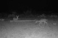 Farm and Ranch in Terrell County, Texas