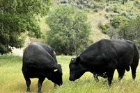 Land for sale in Monterey County, California