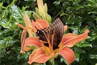 Homesite for sale in Monroe County, Indiana