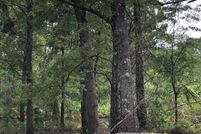 Farm and Ranch in Webster Parish, Louisiana