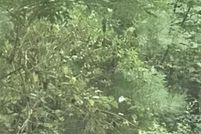 Homesite for sale in Talladega County, Alabama