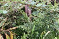 Undeveloped Land in Hawaii County, Hawaii