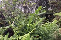 Undeveloped Land in Hawaii County, Hawaii