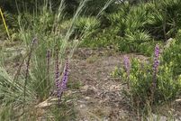 Land for sale in Putnam County, Florida