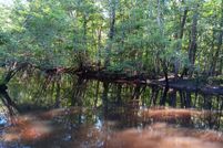 Land for sale in Colleton County, South Carolina