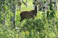 Land for sale in Mesa County, Colorado