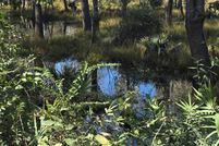 Timberland Property for sale in Brunswick County, North Carolina