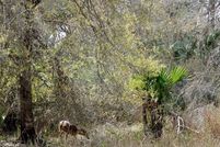 Land for sale in Okeechobee County, Florida