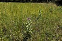 Land for sale in Montgomery County, Arkansas