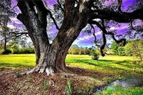 Land for sale in Saint Tammany Parish, Louisiana
