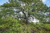 Undeveloped Land for sale in Jack County, Texas