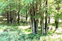 Undeveloped Land in Luzerne County, Pennsylvania