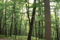 Undeveloped Land in Luzerne County, Pennsylvania