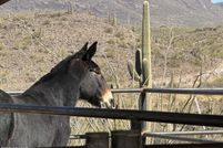 Land for sale in Maricopa County, Arizona