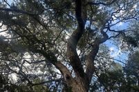 Undeveloped Land for sale in Comal County, Texas