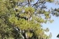 Land for sale in Collier County, Florida