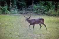 Undeveloped Land for sale in Franklin County, Mississippi