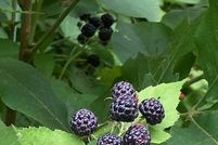 Land for sale in Hickory County, Missouri