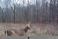 Land for sale in Muhlenberg County, Kentucky