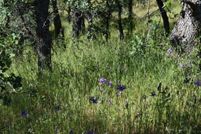 Land for sale in Tehama County, California