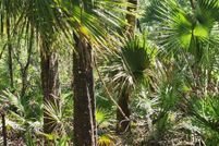 Land for sale in Dixie County, Florida