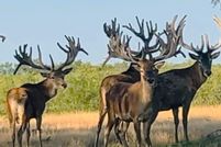 Farm and Ranch in Coleman County, Texas