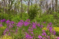 Farm and Ranch for sale in Morgan County, Missouri