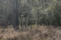 Undeveloped Land in Harris County, Texas