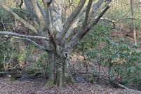 Land for sale in Macon County, North Carolina