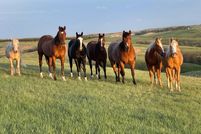 Farm and Ranch for sale in Bennett County, South Dakota