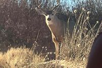 Undeveloped Land for sale in Cochran County, Texas