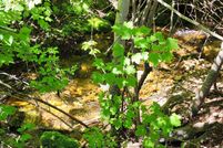 Undeveloped Land for sale in Stevens County, Washington